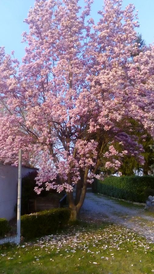 B&B Villa Cardellini Savigliano Dış mekan fotoğraf